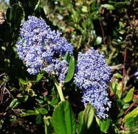 Image 1 of Pt. Reyes Ceanothus: Ceanothus gloriosus