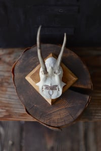 Image 3 of Teschio di Capriolo - Libellula
