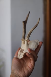 Image 2 of Teschio di Capriolo - Libellula