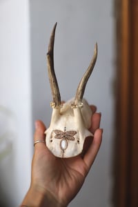 Image 5 of Teschio di Capriolo - Libellula