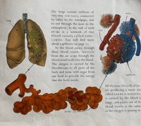 Image 2 of The Human body Picture Puffin book