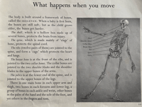 Image 4 of The Human body Picture Puffin book