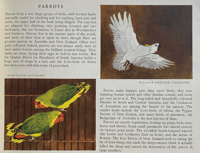 Image 4 of Zoo Birds Puffin Picture Book