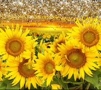 Image 1 of Sunflower Field