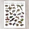 Frogs & Toads of California