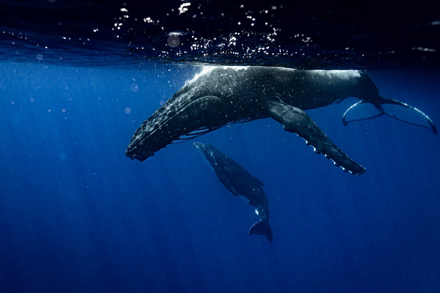 Image of Humpback Swim | Mo'orea, French Polynesia.