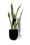 Image of Black Hills Planter