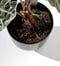 Image of Black Hills Planter