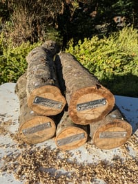 Image 2 of Inoculated Logs