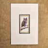 Great Horned Owl - matted print