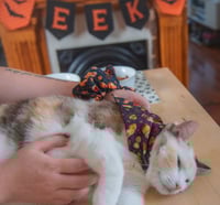 Image 5 of pumpkin spice fall vibes set