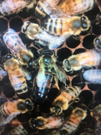 Image 4 of Eastern White Pine (Pinus strobus) Infused Raw Honey Honey- 5 ounces