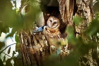 Barn owl