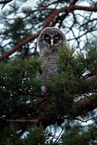 Great grey owlet