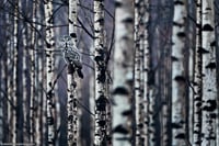 Great gray owl