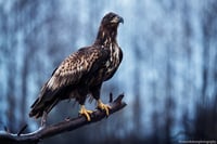 White-tailed eagle