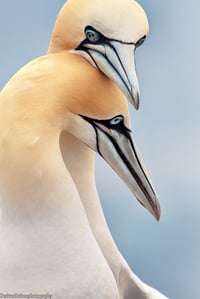 Northern gannets