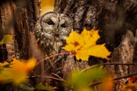 Tawny owl