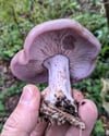 Wood Blewit Sawdust Spawn