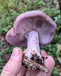 Image 1 of Wood Blewit Wood Chip Spawn