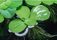 Dwarf Water Lettuce 