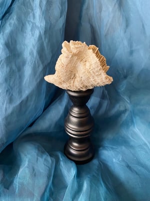 Image of Création unique : corail monté sur socle en bois