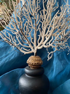 Image of Création unique : gorgone montée sur socle