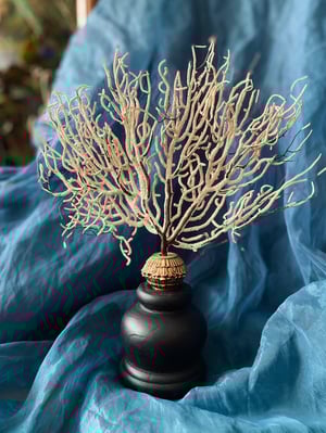 Image of Création unique : gorgone montée sur socle