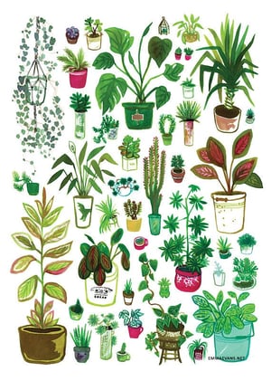 All my Houseplants: A3 or A4 Art Print