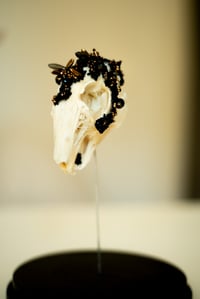 Image 2 of Crystallized Skull Lapin #7