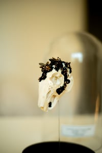 Image 4 of Crystallized Skull Lapin #7