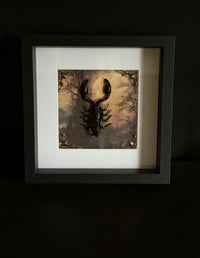 Image 1 of Echter Skorpion - Heterometrus laoticus 23x23cm