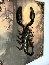 Image 2 of Echter Skorpion - Heterometrus laoticus 23x23cm