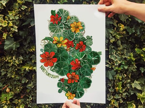 Painted Nasturtiums Garden- A5 or A3 print