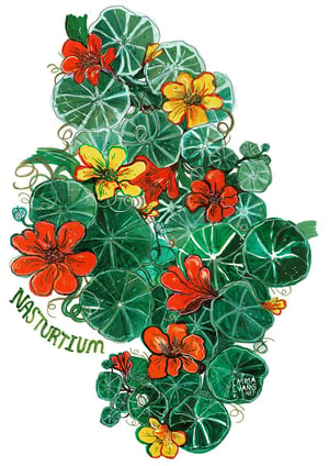 Painted Nasturtiums Garden- A5 or A3 print