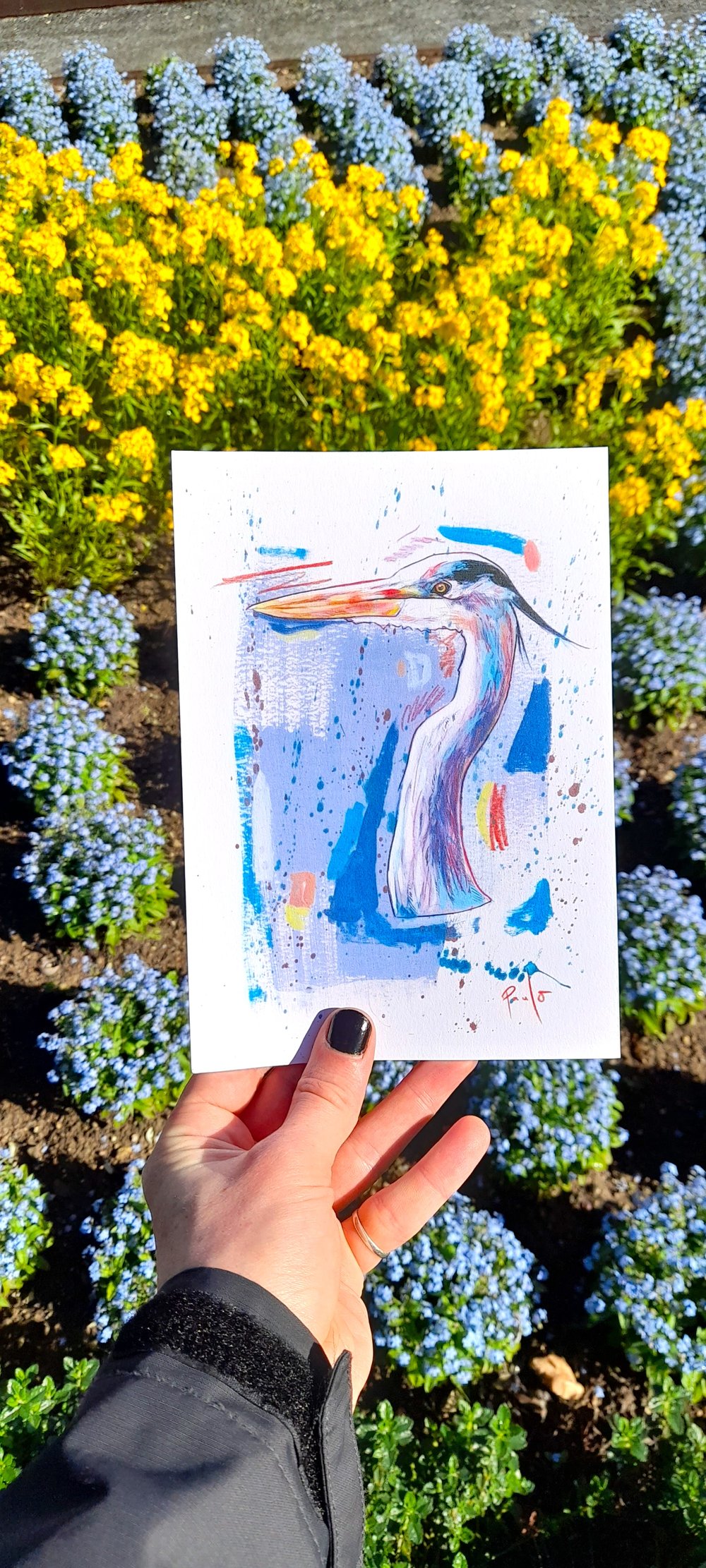 Grey Heron print- A4 or A5 on 250gsm paper