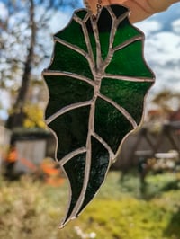 Image 2 of Aventurine Alocasia