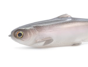 Image of Tyrant 10 ( ZEALOT RAW )