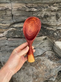 Image 2 of Grevillea Scoop