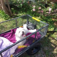 Image of Mandu/Crusty White Dog Totebag