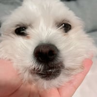 Image of Mandu/Crusty White Dog Totebag