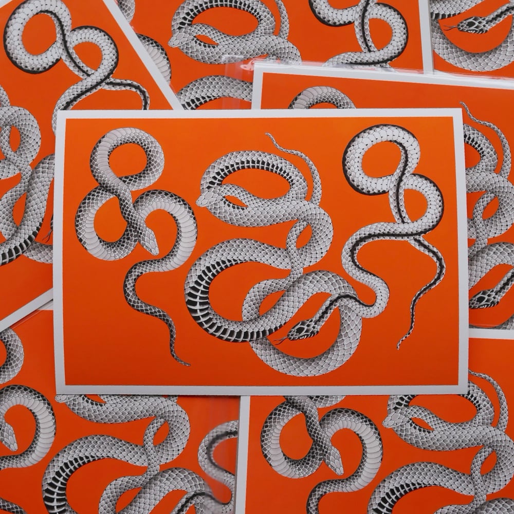 Image of Snake Study Print 