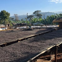 Image 4 of Äthiopien - Hailu Bekete - Natural Kurume, Woleshu - Espresso