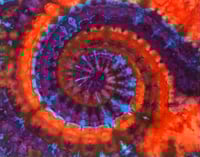 Image 3 of MoroccanDream