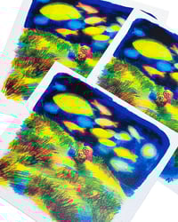 Image 2 of 14x16 - Les poissons étoiles
