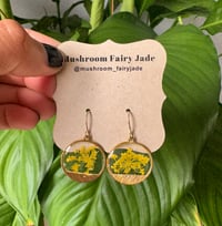 Yellow Queens Ann Lace