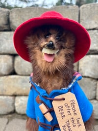 Image 1 of Paddington Mink 