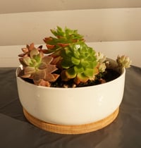 Medium Succulent Arrangement