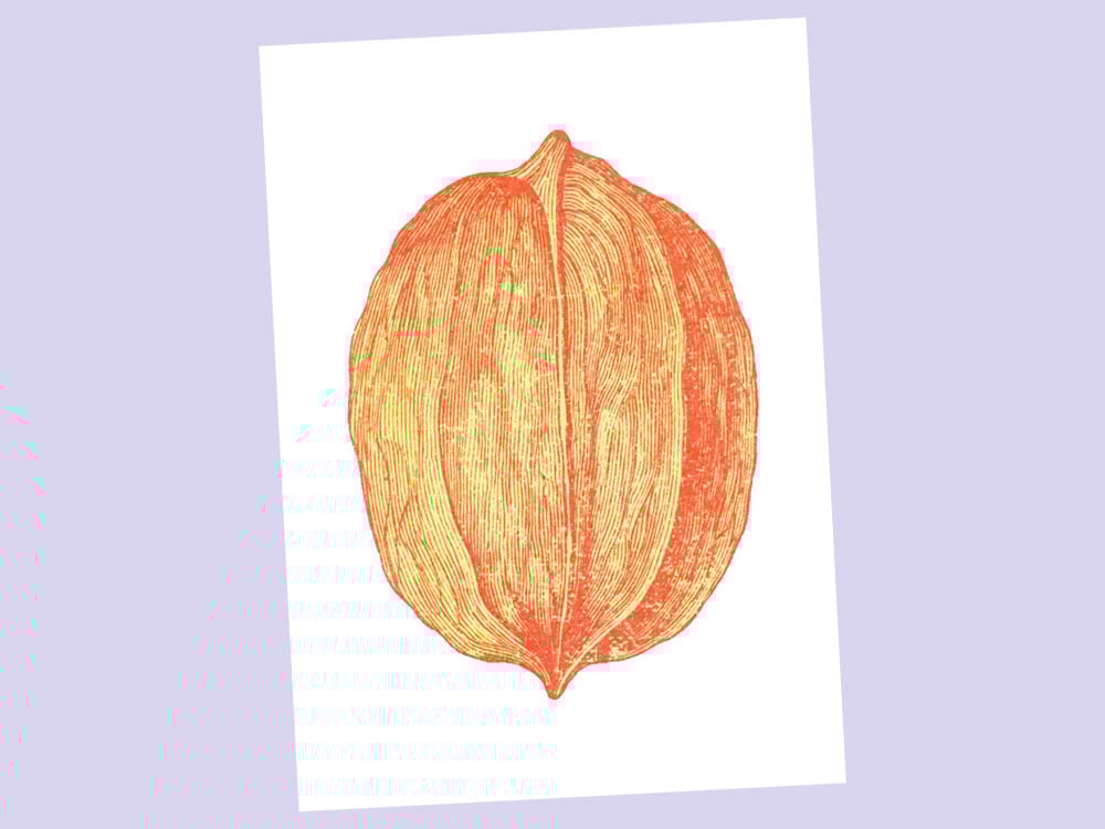 Image of POSTKARTE Walnuss