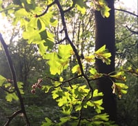 Image 20 of Finding Your Colour Voice - PEAK DISTRICT - Aug 2025